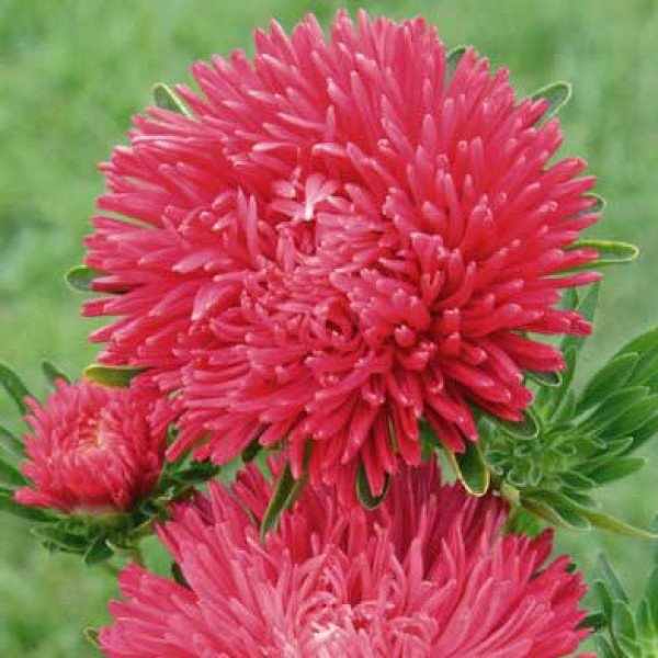 Насіння айстри Гала скарлет (scarlet) /500 насінин/ *Benary*