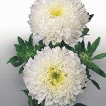 Айстра Матадор біла (white) /500 насінин/ *Benary*