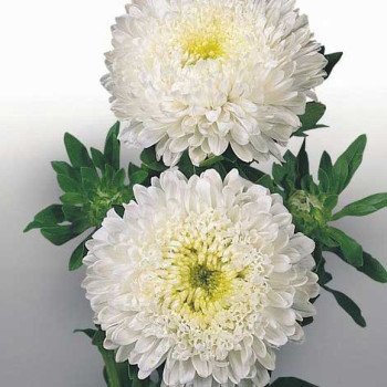 Астра Матадор белая (white) /500 семян/ *Benary*