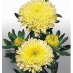 Астра Матадор желтая (yellow) /500 семян/ *Benary*