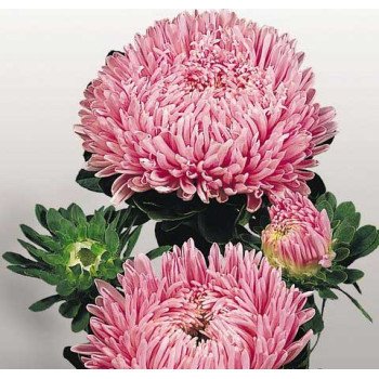 Айстра Матадор лососево-малинова /500 насінин/ *Benary*