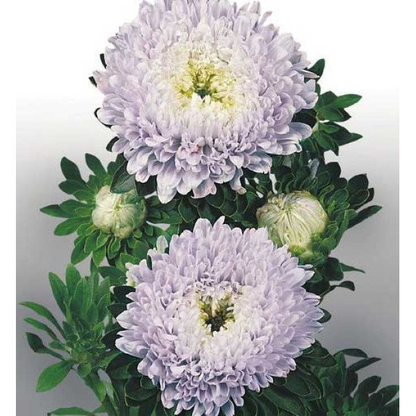 Насіння айстри Матадор софт блу (soft blue) /500 насінин/ *Benary*