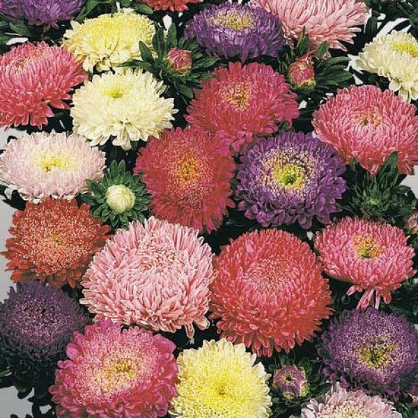 Насіння айстри Матадор суміш (mix) /500 насінин/ *Benary*