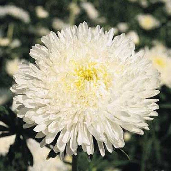 Насіння айстри Принцеса Бенарі біла /1.000 насінин/ *Benary*