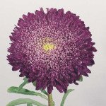 Айстра Принцеса Бенарі блакитна /1.000 насінин/ *Benary*