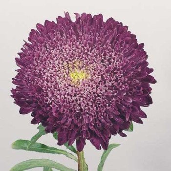 Айстра Принцеса Бенарі блакитна /1.000 насінин/ *Benary*