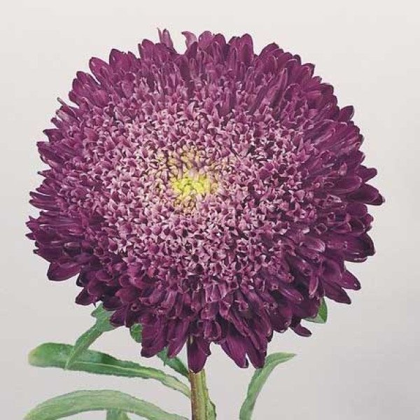 Семена астры Принцеса Бенари голубая /1.000 семян/ *Benary*