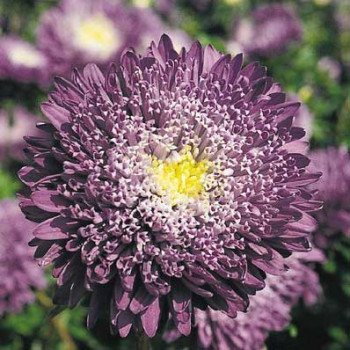 Айстра Принцеса Бенарі блакитна /1.000 насінин/ *Benary*