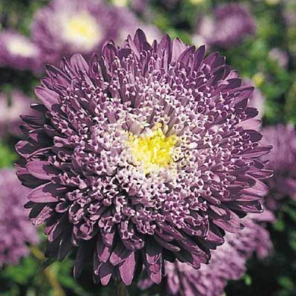 Семена астры Принцеса Бенари голубая /1.000 семян/ *Benary*