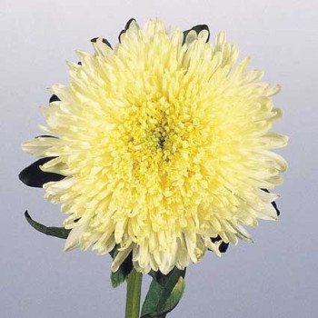 Айстра Принцеса Бенарі жовта /1.000 насінин/ *Benary*