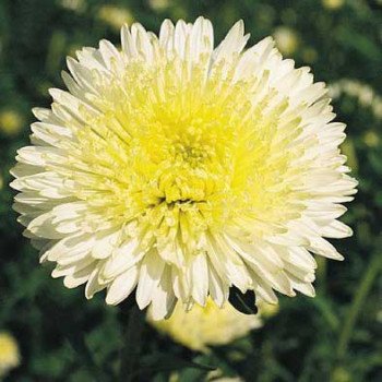 Айстра Принцеса Бенарі жовта /1.000 насінин/ *Benary*