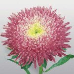 Айстра Принцеса Бенарі кримсон /1.000 насінин/ *Benary*