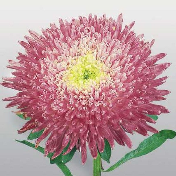 Насіння айстри Принцеса Бенарі кримсон /1.000 насінин/ *Benary*