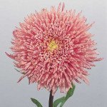 Астра Принцеса Бенари лососево-розовая /1.000 семян/ *Benary*