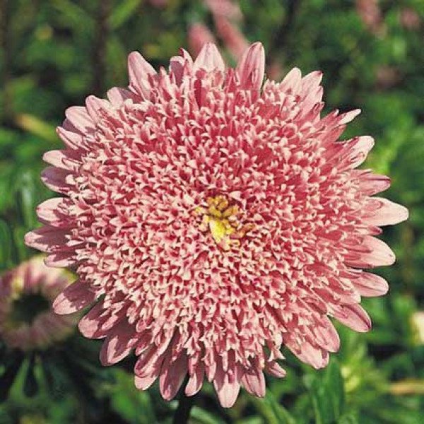 Насіння айстри Принцеса Бенарі лососева-рожева /1.000 насінин/ *Benary*