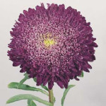 Астра Принцеса Бенари синяя /1.000 семян/ *Benary*