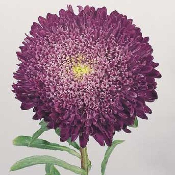 Насіння айстри Принцеса Бенарі синя /1.000 насінин/ *Benary*