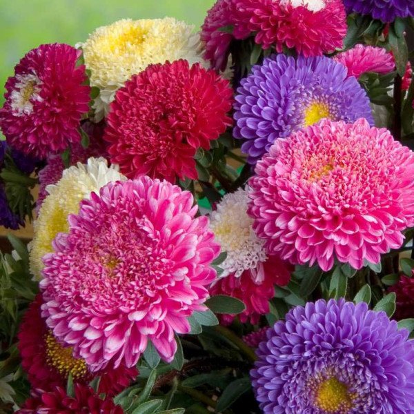 Насіння айстри Принцеса Бенарі суміш /1.000 насінин/ *Benary*