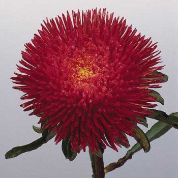 Айстра Принцеса Бенарі темно-червона /1.000 насінин/ *Benary*