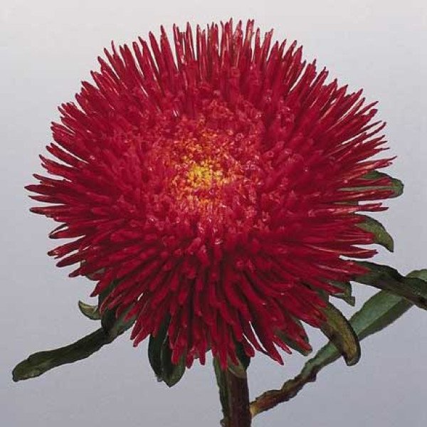 Семена астры Принцеса Бенари темно-красная /1.000 семян/ *Benary*