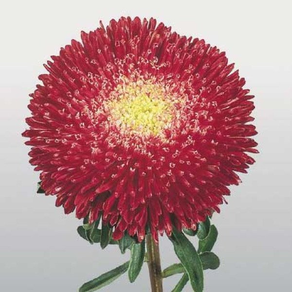 Насіння айстри Принцеса Бенарі яскраво-червона /1.000 насінин/ *Benary*