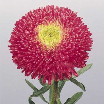 Айстра Принцеса Бенарі яскраво-рожева /1.000 насінин/ *Benary*