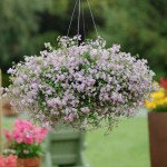 Бакопа Блутопія F1 лілова (lilac) /100 мультидраже/ *Pan American*