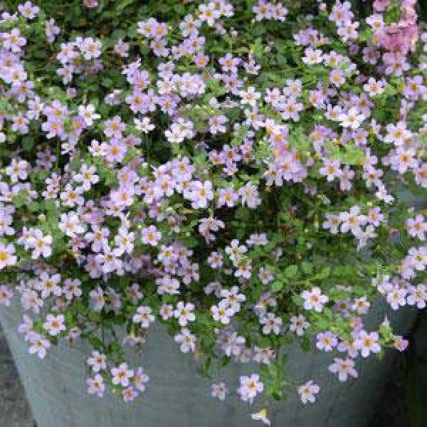 Насіння бакопи Блутопія F1 лілова (lilac) /100 мультидраже/ *Pan American*