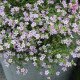 Насіння бакопи Блутопія F1 лілова (lilac) /100 мультидраже/ *Pan American*