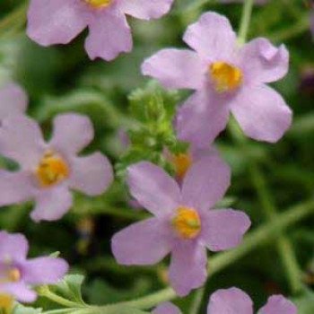 Бакопа Блутопія F1 лілова (lilac) /100 мультидраже/ *Pan American*