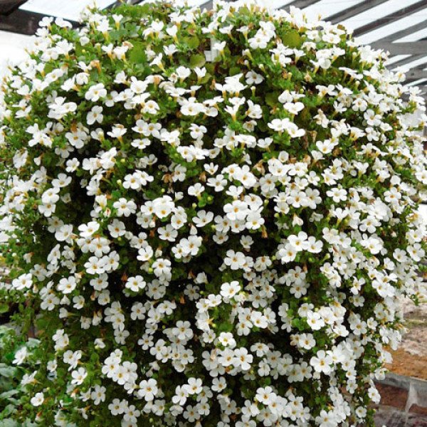 Семена бакопы Сноутопия F1 белая (white) /100 мультидраже/ *Pan American*