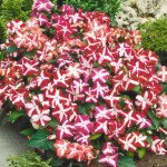 Бальзамин Баланс F1 звездная смесь (star mix) /100 семян/ *Hem Genetics*