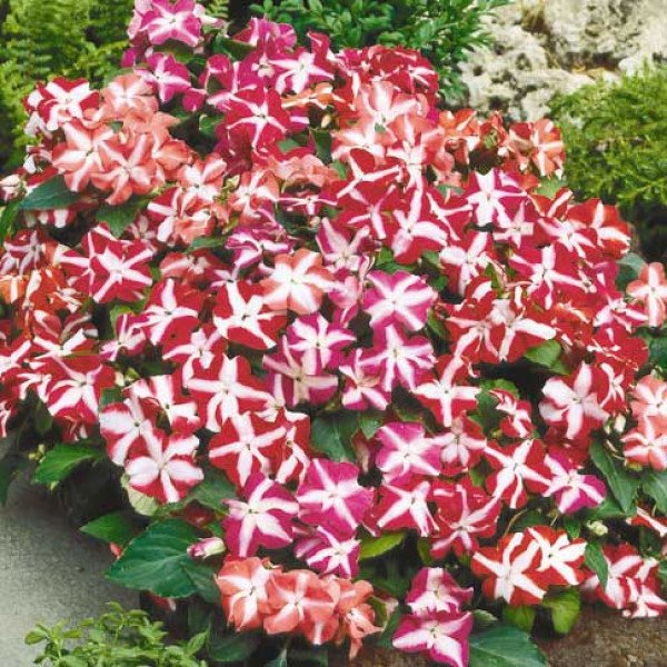 Насіння бальзаміну Баланс F1 зоряна суміш (star mix) /100 насінин/ *Hem Genetics*