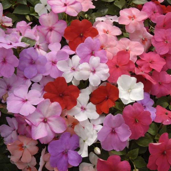 Насіння бальзаміну Баланс F1 суміш (mix) /100 насінин/ *Hem Genetics*