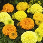 Бархатцы Антигуа F1 cмесь (mix) /1.000 семян (драже)/ *Syngenta*