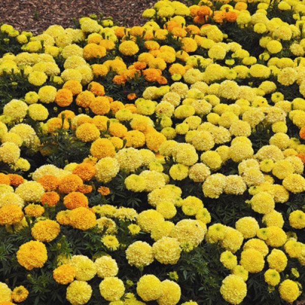 Семена бархатцев Антигуа F1 cмесь (mix) /1.000 семян (драже)/ *Syngenta*