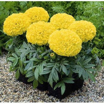 Бархатцы Антигуа F1 лимонные /1.000 семян (драже)/ *Syngenta*