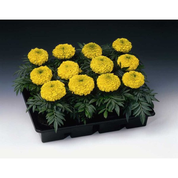 Семена бархатцев Антигуа F1 лимонные /1.000 семян (драже)/ *Syngenta*