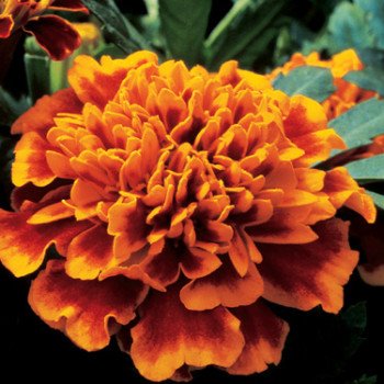 Чорнобривці Жани флейм /1.000 насінин/ *Pan American*