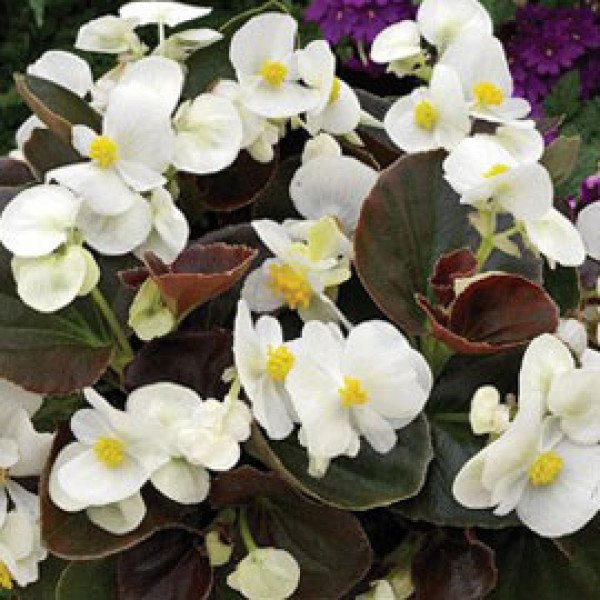 Насіння бегонії Бада Бум F1 біла (white) /200 насінин (драже)/ *Syngenta*