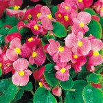 Бегонія Варсіті F1 (зелений лист) пінк /1.000 насінин/ *Syngenta*