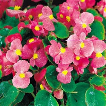 Бегония Варсити F1 (зеленый лист) пинк /1.000 семян/ *Syngenta*