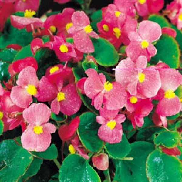 Семена бегонии Варсити F1 (зеленый лист) пинк /1.000 семян/ *Syngenta*