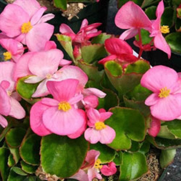 Насіння бегонії Варсіті F1 (зелений лист) рожева /1.000 насінин/ *Syngenta*