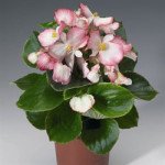 Бегонія Варсіті F1 (зелений лист) софт пінк /1.000 насіння/ *Syngenta*