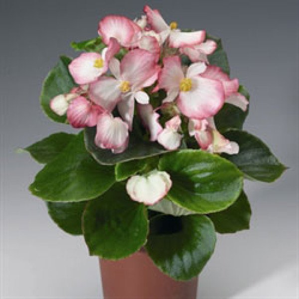 Семена бегонии Варсити F1 (зеленый лист) софт пинк /1.000 семян/ *Syngenta*