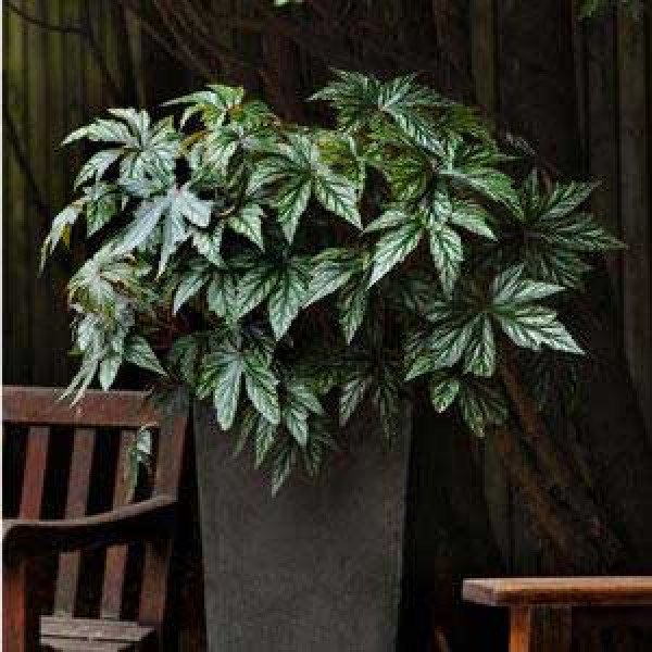 Насіння бегонії Грифон /50 насінин/ *Pan American*