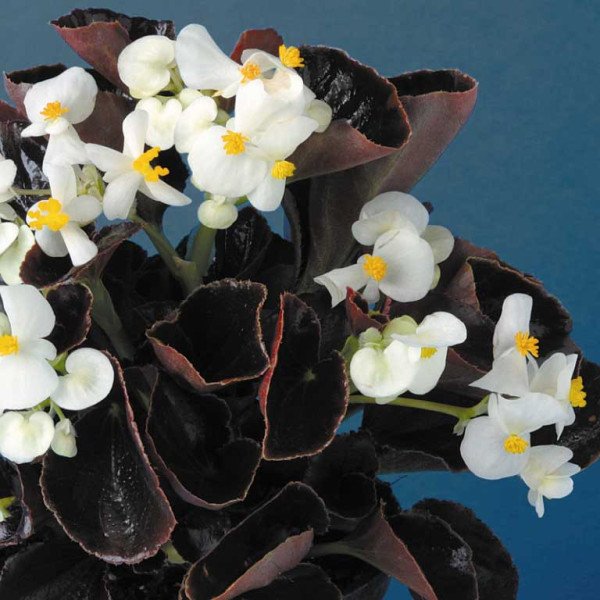 Насіння бегонії Еріка F1 (бордовий лист) біла /1.000 насінин/ *Syngenta*