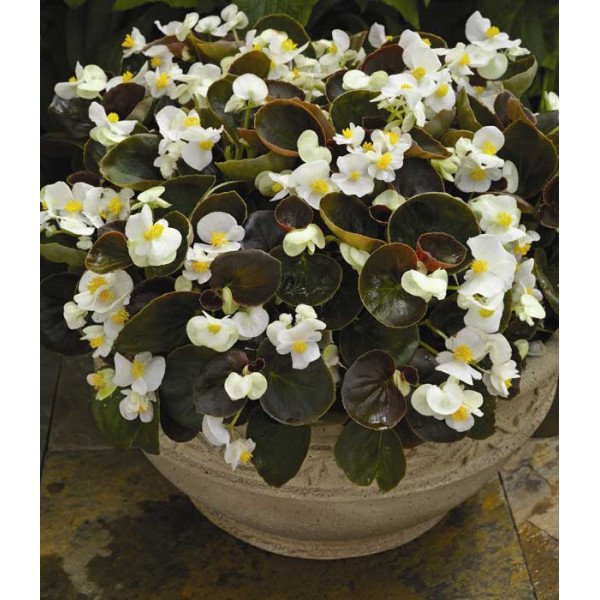 Насіння бегонії Еріка F1 (бордовий лист) біла /1.000 насінин/ *Syngenta*