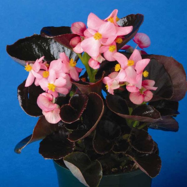 Семена бегонии Эрика F1 (бордовый лист) пинк /1.000 семян/ *Syngenta*